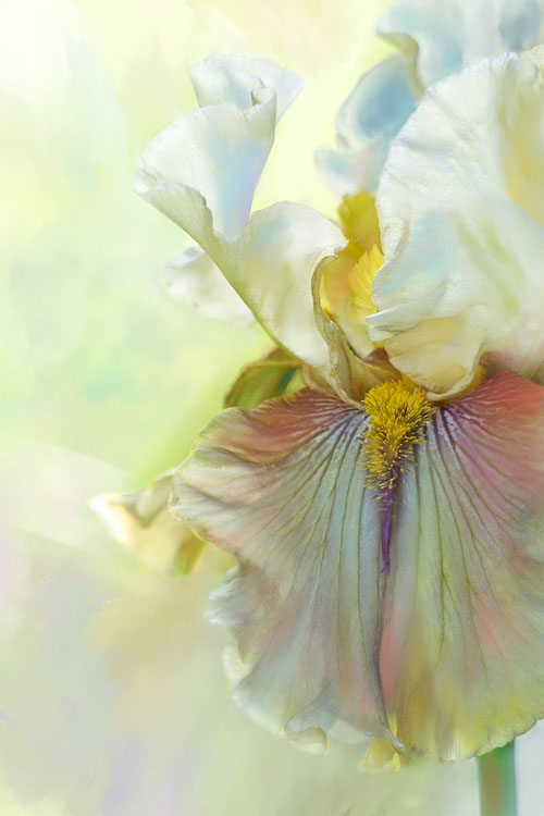 LSF_1432__MG_9895-iris.jpg