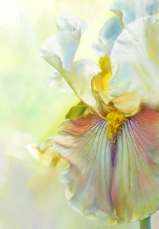 LSF_Clone-of-1432__MG_9895-iris-shp-3_GFX21-REEDIT-2022.jpg